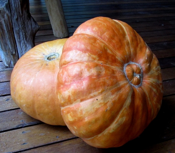pumpkins copy